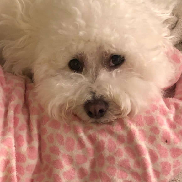 Meet your Posher, Molly - Picture 2 of 4